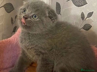 Scottish Fold gatos en Barcelona - Anuncio 21