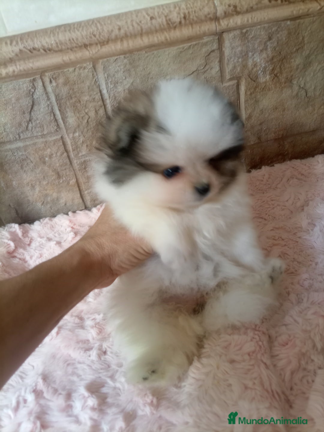 Pomerania perros en venta: Espectacular macho y hembra Lulú pomerania  - Imagen 4