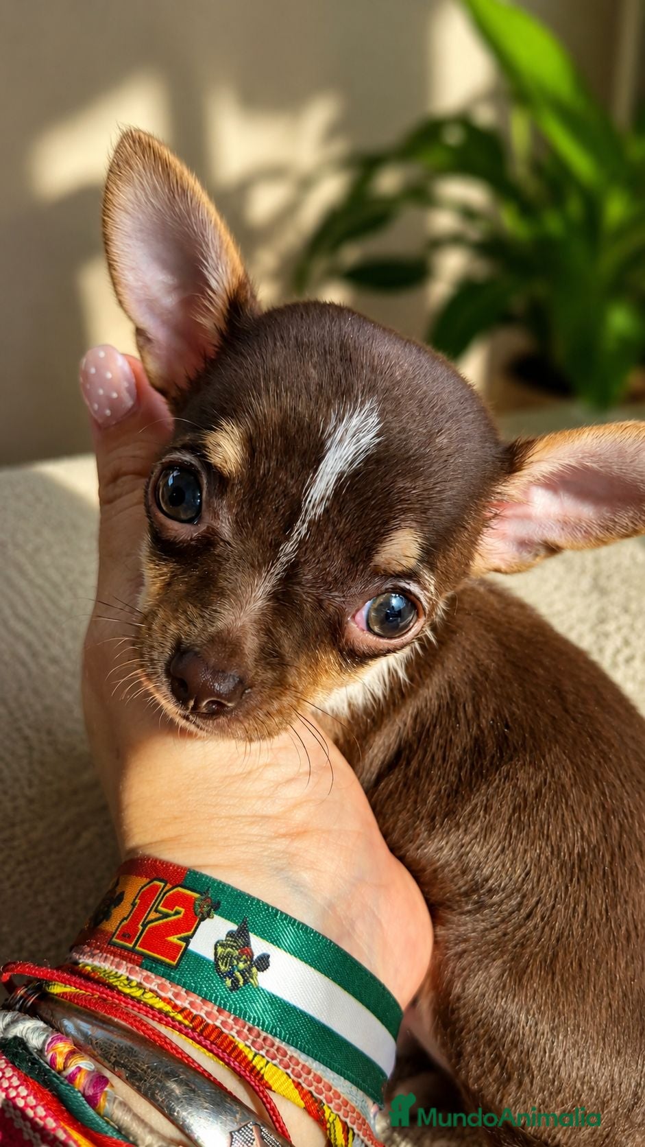 Chihuahua perros Chihuahua tricolor chocolate 🍫  - Anuncio 1