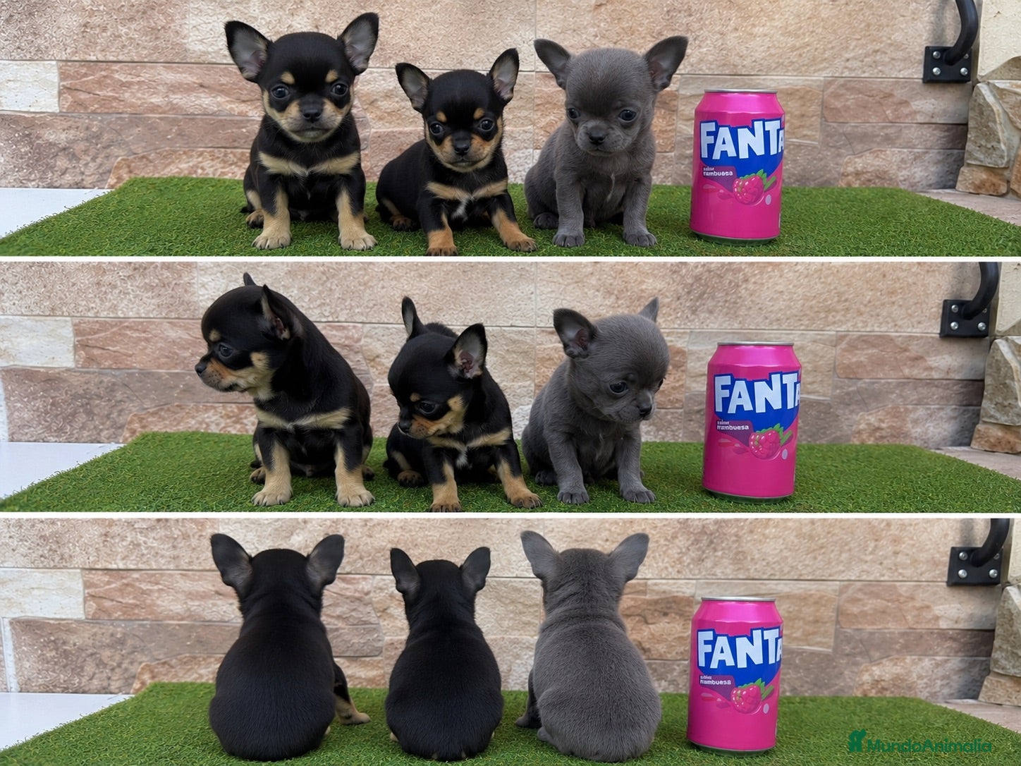 Chihuahua perros CHIHUAHUAS - TODA ESPAÑA  - Anuncio 2