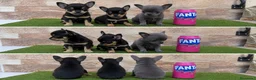 Chihuahua perros en venta: CHIHUAHUAS - TODA ESPAÑA  - Anuncio 1