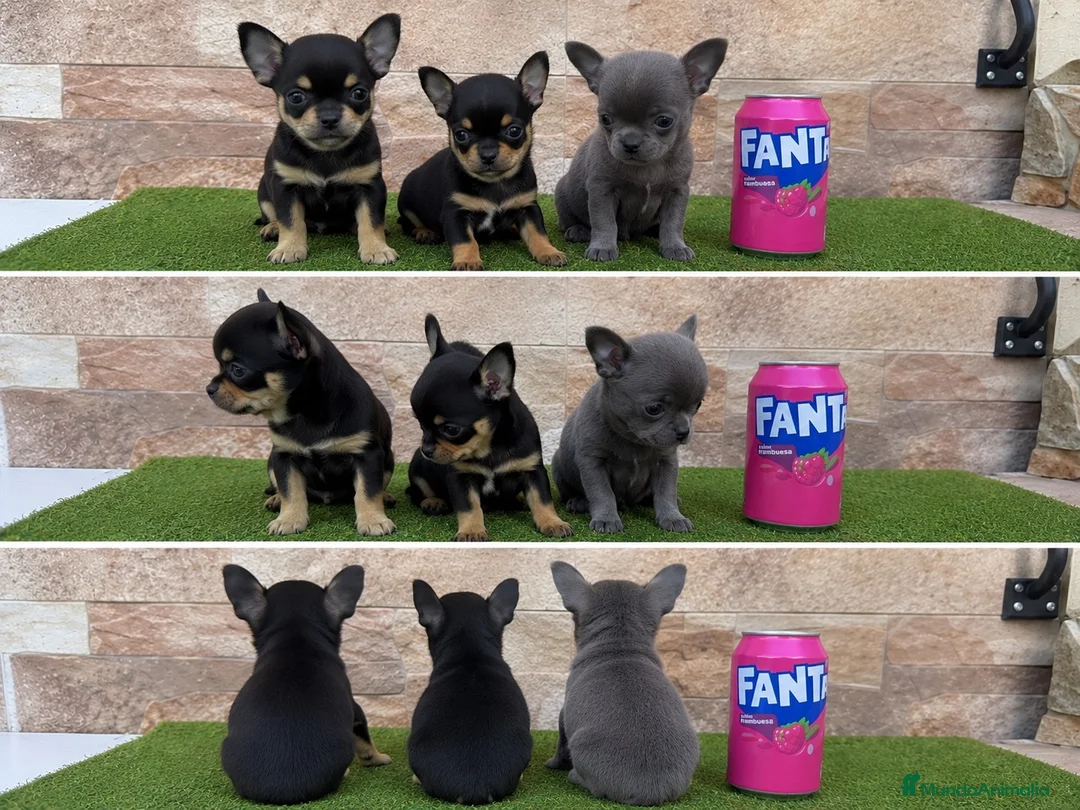 Chihuahua perros en venta: CHIHUAHUAS - TODA ESPAÑA  - Anuncio 1