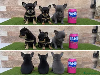 Chihuahua perros CHIHUAHUAS - TODA ESPAÑA - Anuncio 1