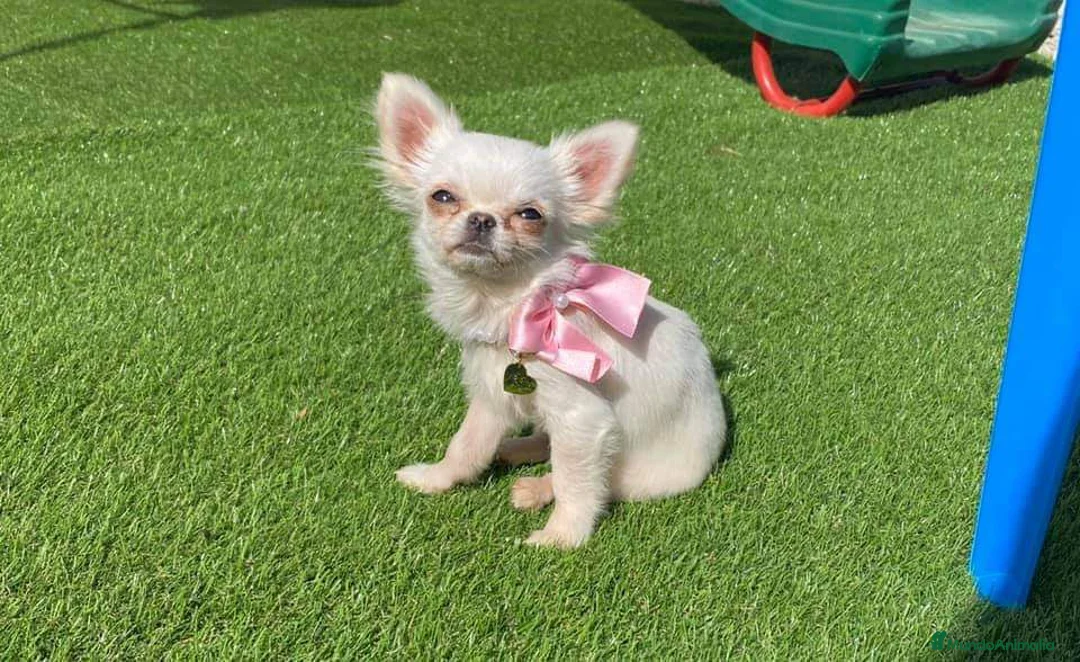 Chihuahua perros en venta: Chihuahua mini - Anuncio 2