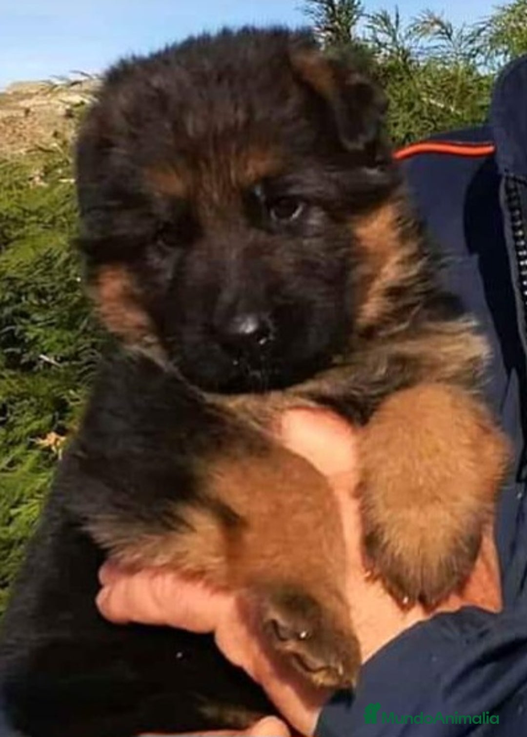 Pastor Alemán perros en venta: Pastor aleman  [ mallorca-baleares] - Anuncio 1