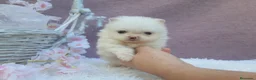 Pomerania perros en venta: PRECIOSO CACHORITO DE POMERANIA TOY    - Anuncio 19