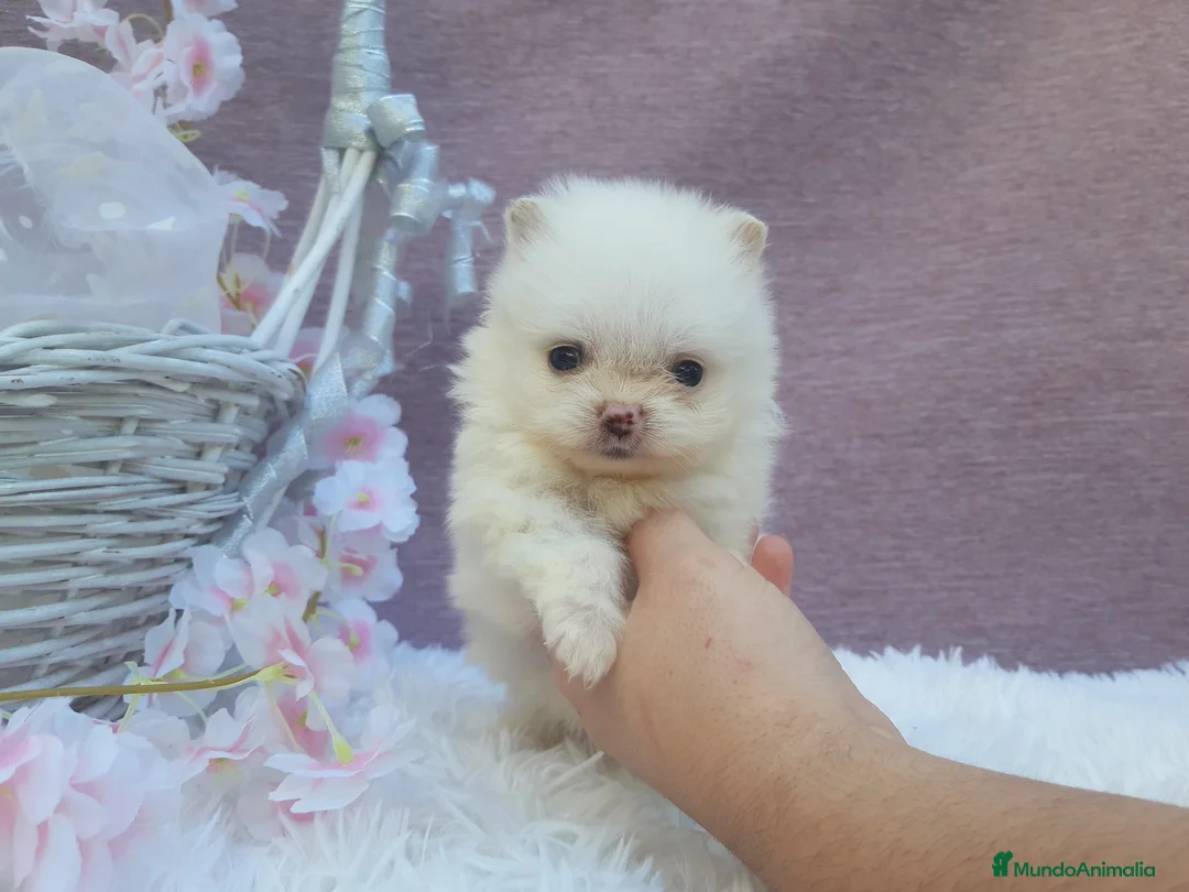 Pomerania perros en venta: PRECIOSO CACHORITO DE POMERANIA TOY    - Anuncio 19