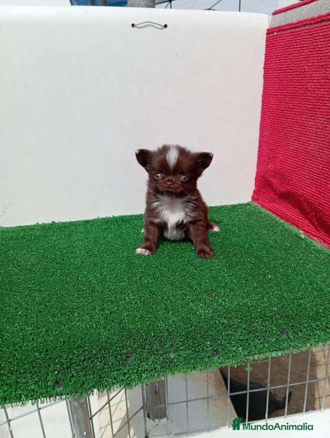 Chihuahua perros en venta: preciosos chihuahuas toy - Anuncio 6