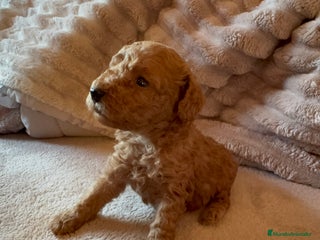 Caniche Toy perros Precioso cachorro Caniche Toy Rojo - Anuncio 2