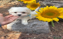 Bichón Maltés perros en venta: Bichon maltés excelentes cachorros  - Imagen 5