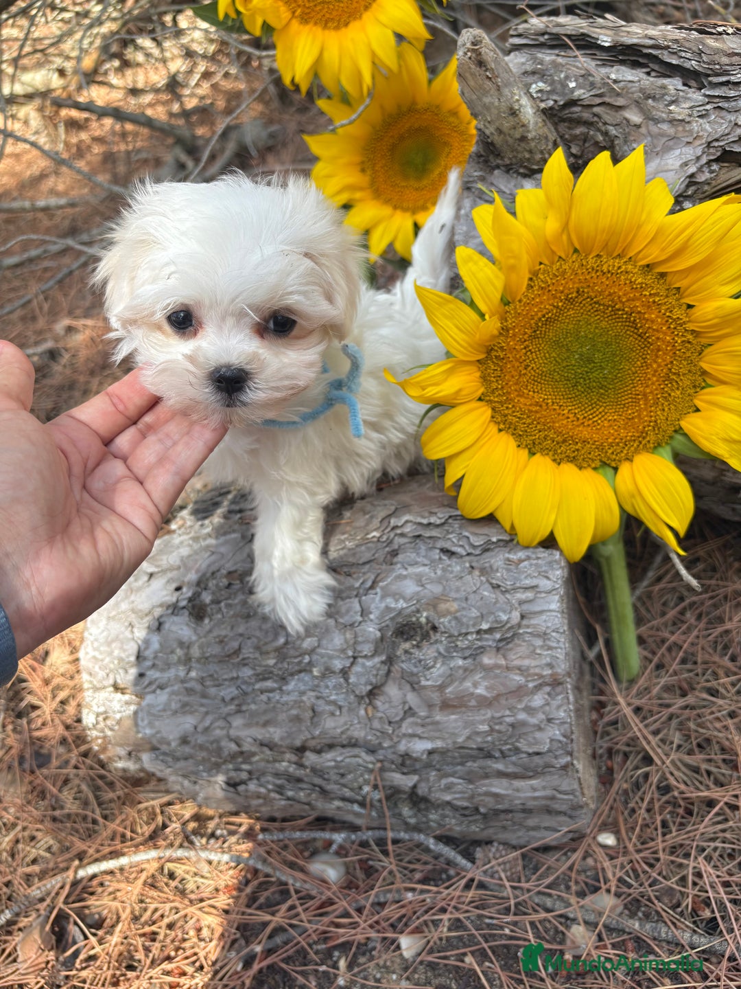 Bichón Maltés perros en venta: Bichon maltés excelentes cachorros  - Imagen 5