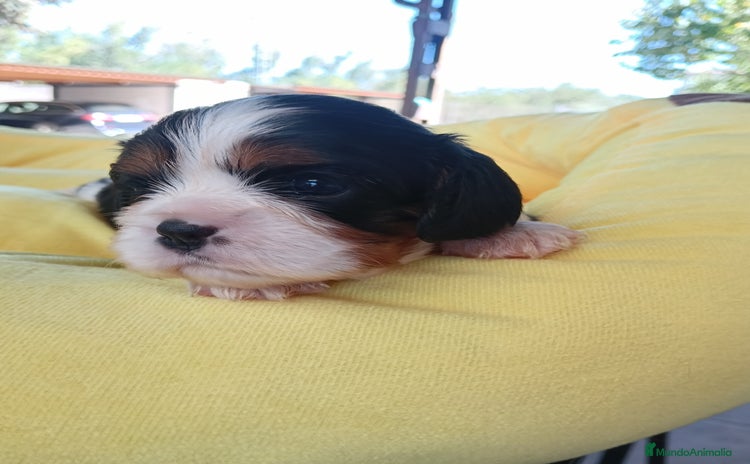 Cavalier King Charles Spaniel perros - Anuncio 9