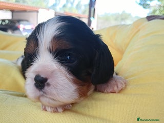 Cavalier King Charles Spaniel perros - Anuncio 2