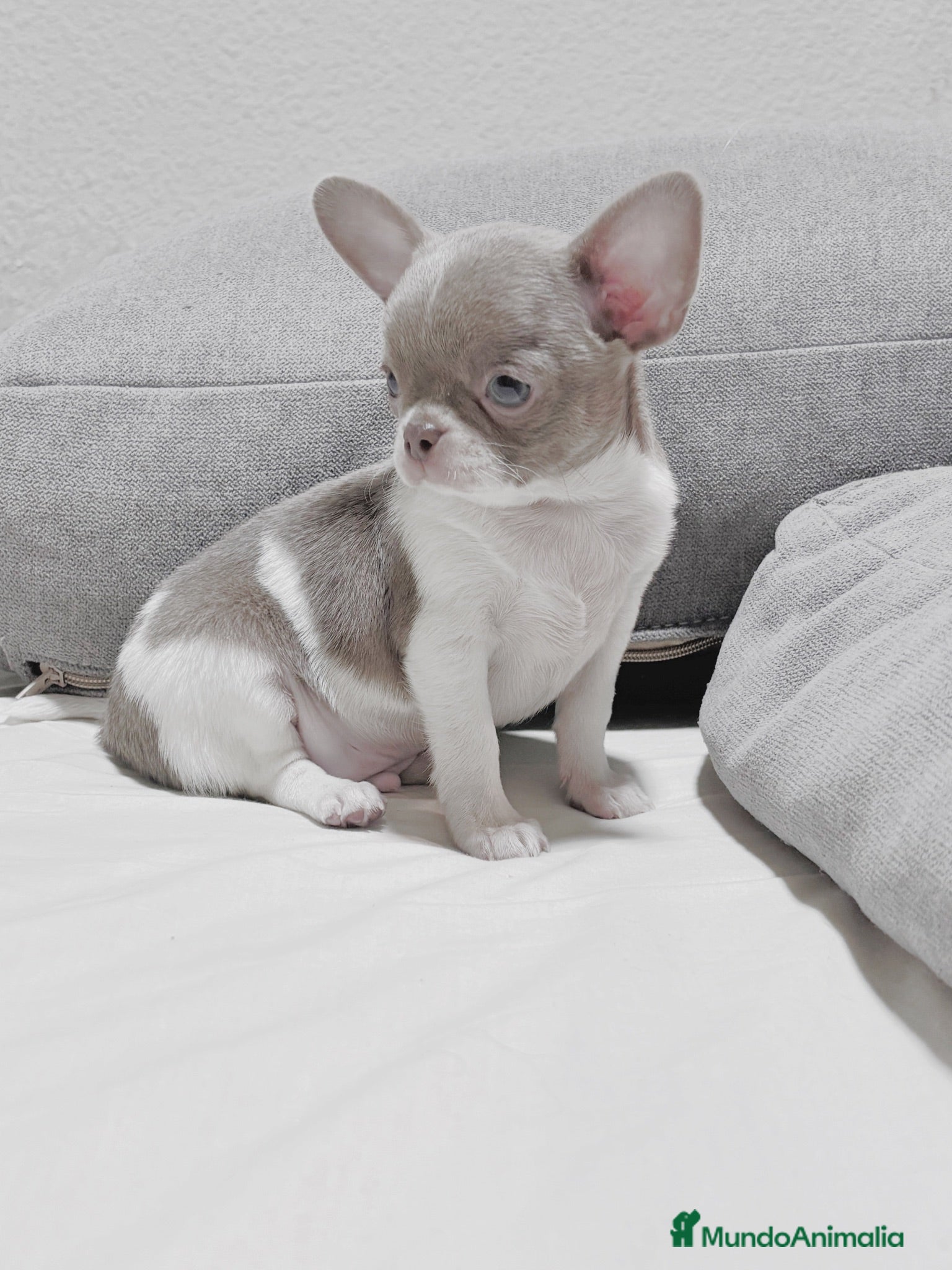 Chihuahua perros Chihuahua - Anuncio 1