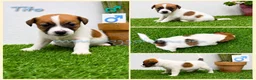 Jack Russell Terrier perros en venta: Cachorros Jack Russell Terrier  - Anuncio 4