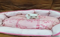 Chihuahua perros en venta: CHIHUAHUA TOY - Imagen 2