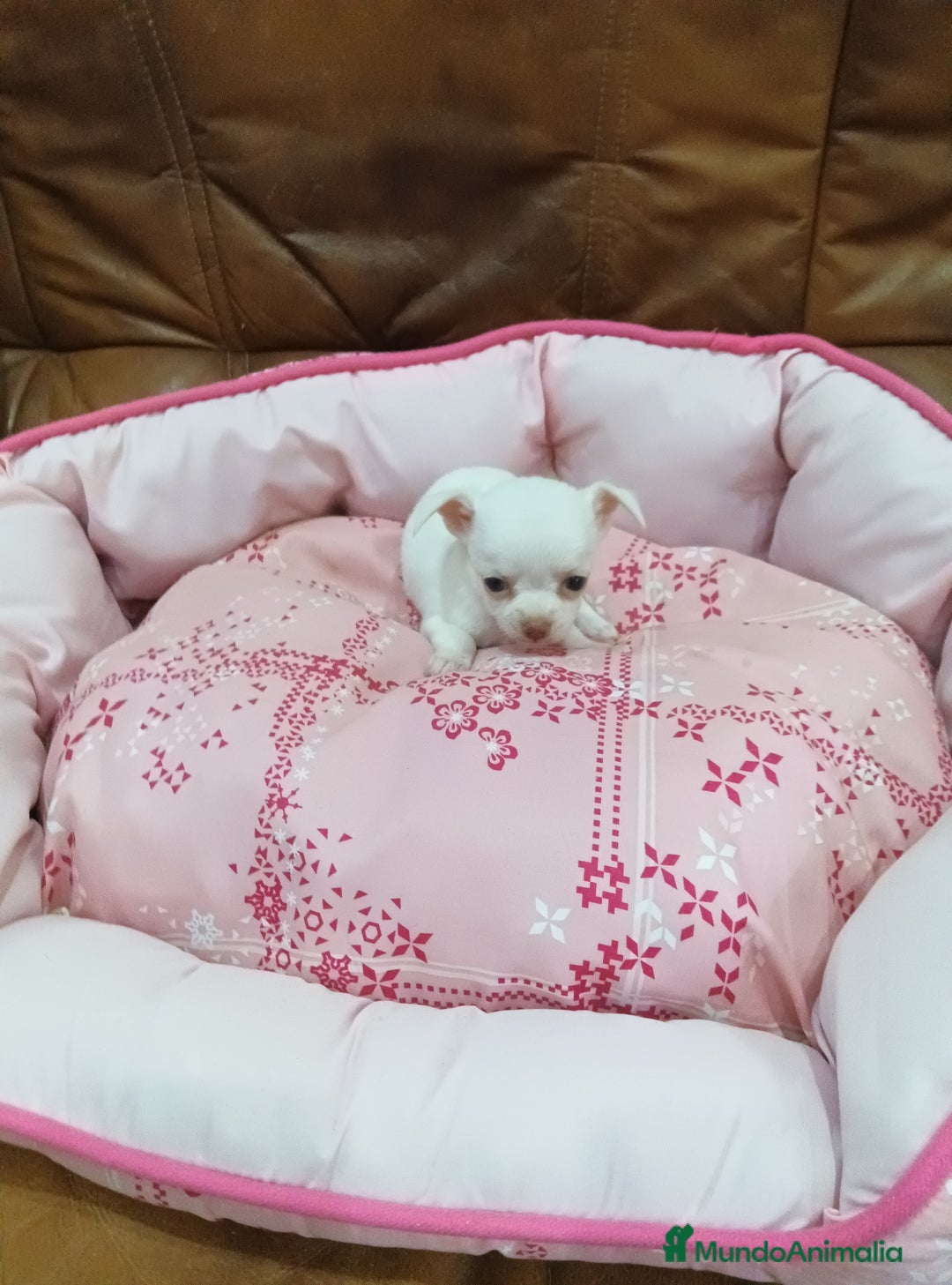 Chihuahua perros en venta: CHIHUAHUA TOY - Imagen 2