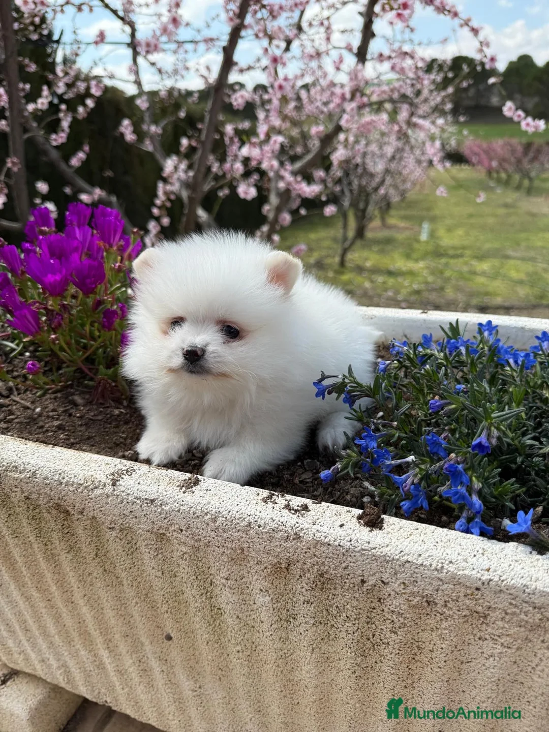 Pomerania perros en venta: Pomerania (lulu de Pomerania) - Anuncio 2