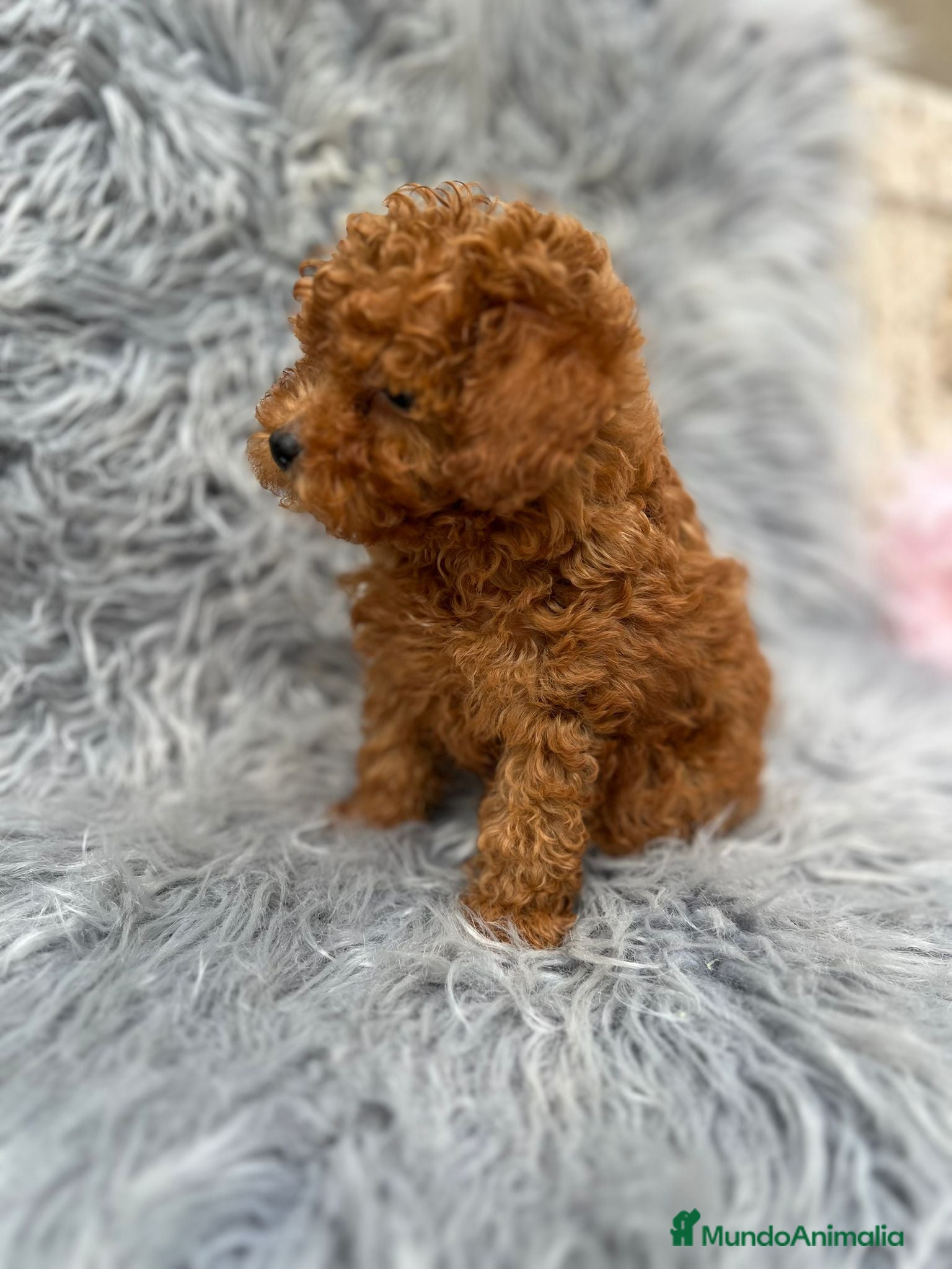 Caniche Toy perros CANICHE TOY ROJO MUY PEQUEÑO - Anuncio 2