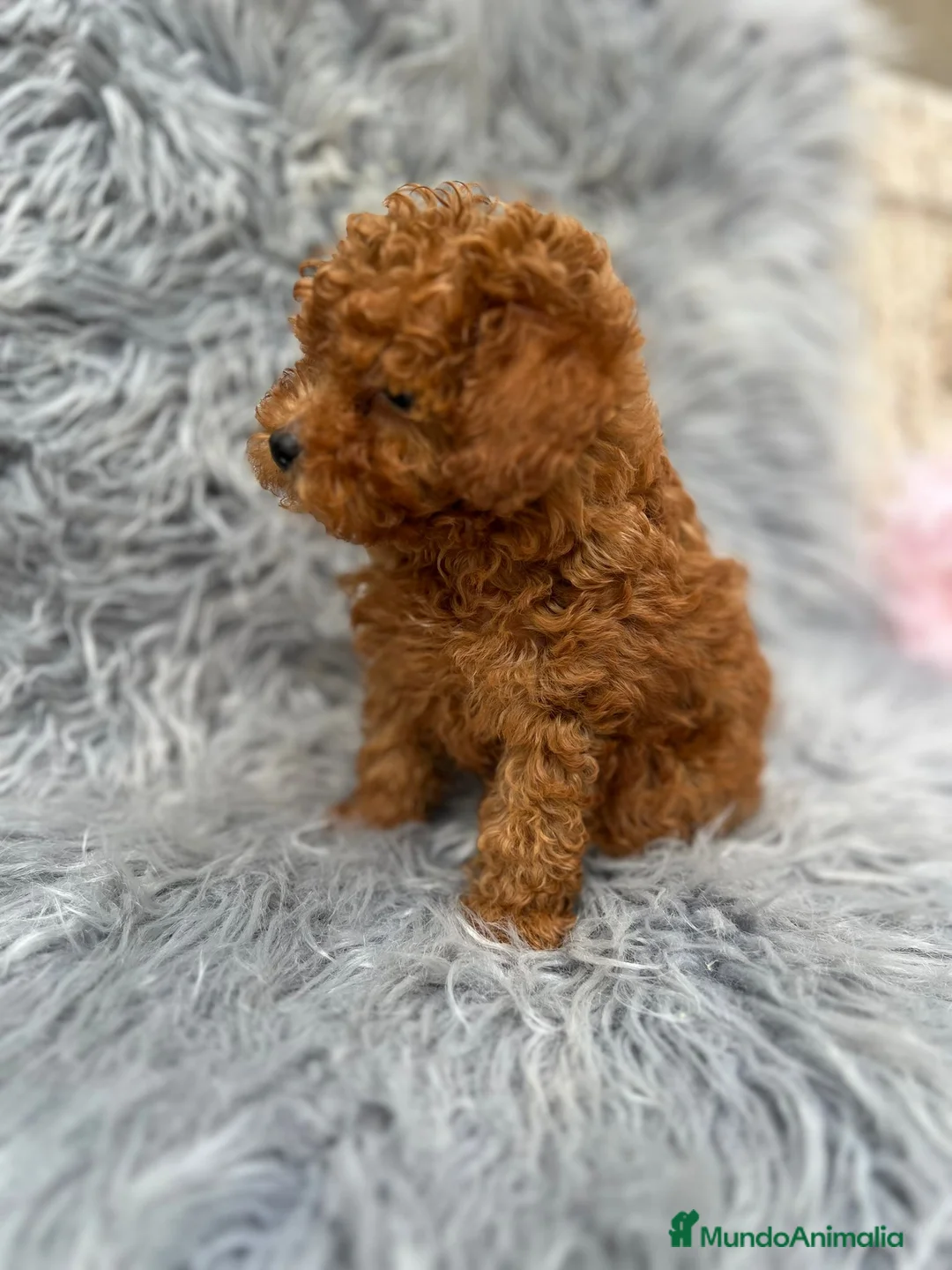 Caniche Toy perros en venta: CANICHE TOY ROJO MUY PEQUEÑO - Anuncio 2