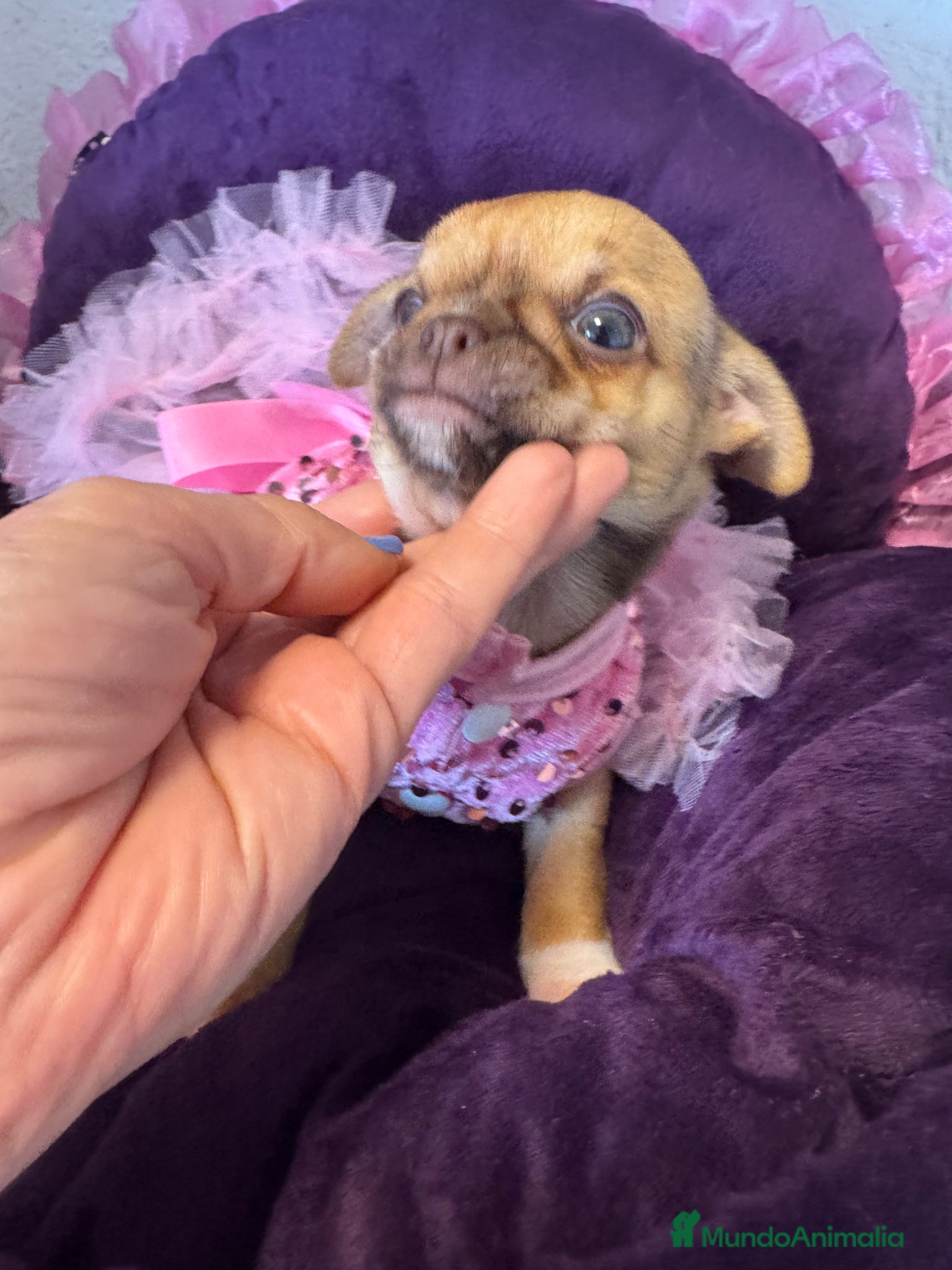 Chihuahua perros Chihuahuas cabeza manzana  - Anuncio 3