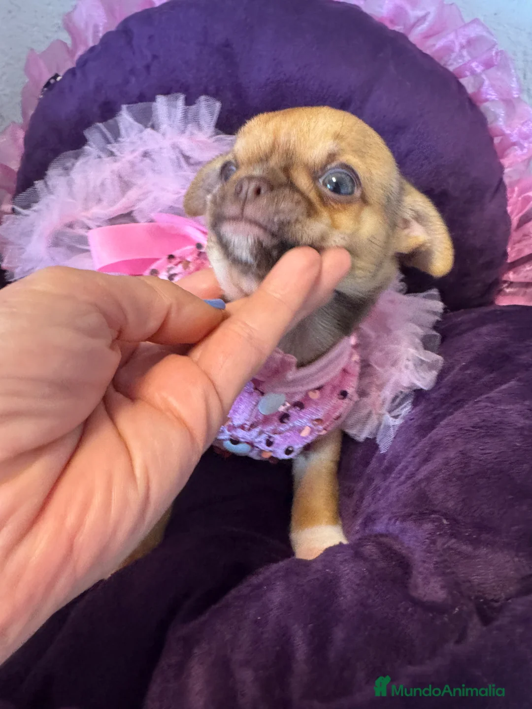 Chihuahua perros en venta: Chihuahuas cabeza manzana  - Anuncio 1