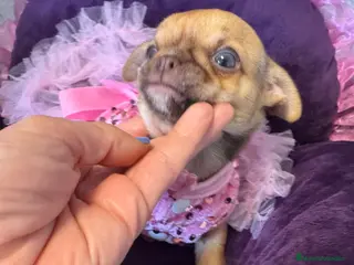 Chihuahua perros Chihuahuas cabeza manzana - Anuncio 3