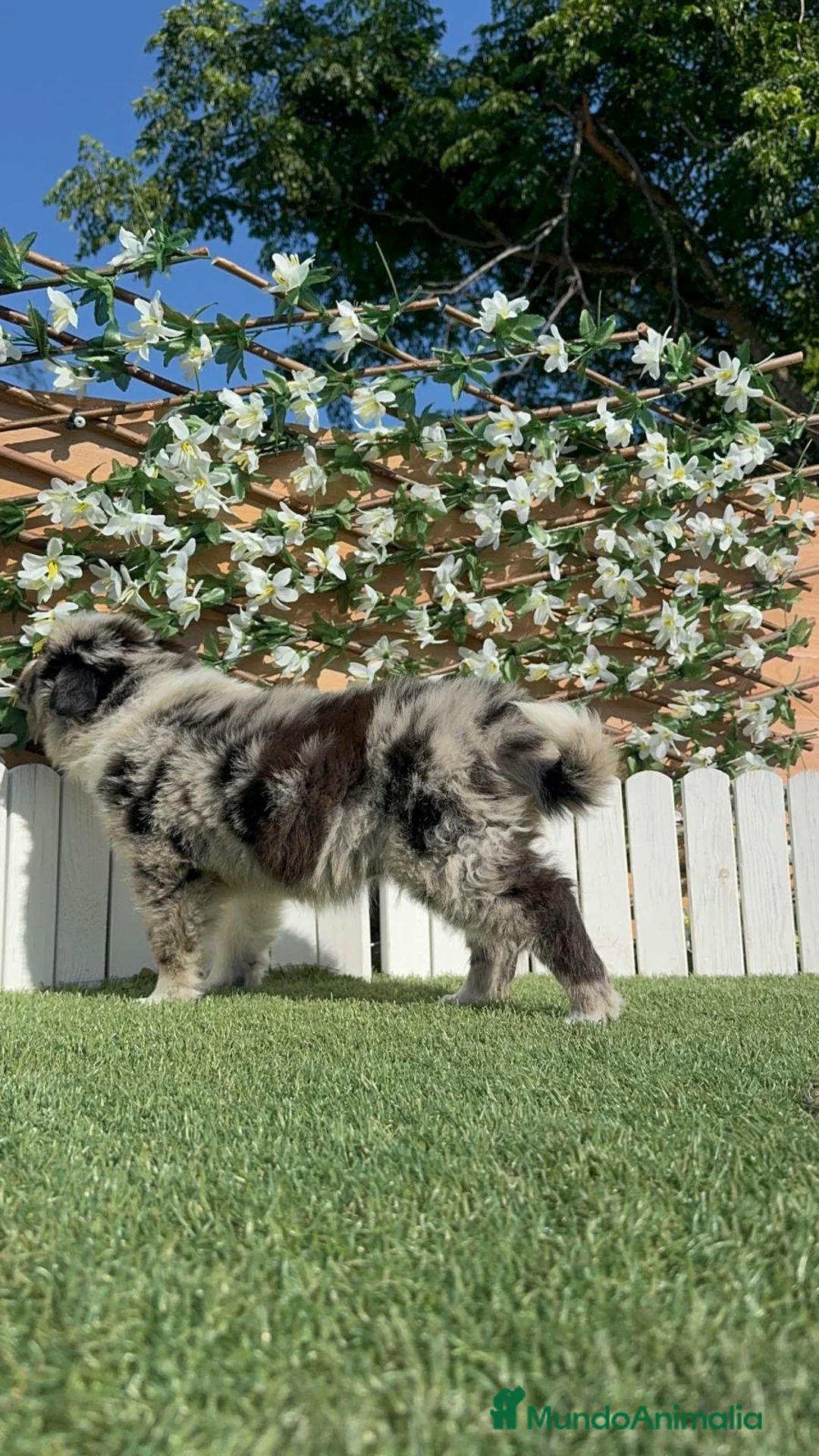 Border Collie perros en venta: BORDER COLLIE 💙 - Anuncio 2