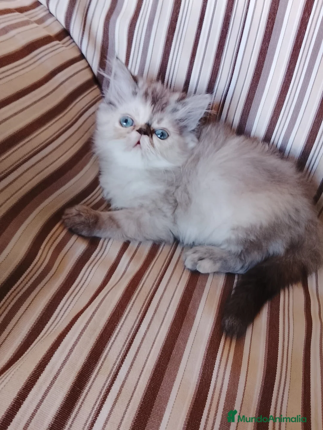 Persa gatos en venta: Gatas persas  - Anuncio 9