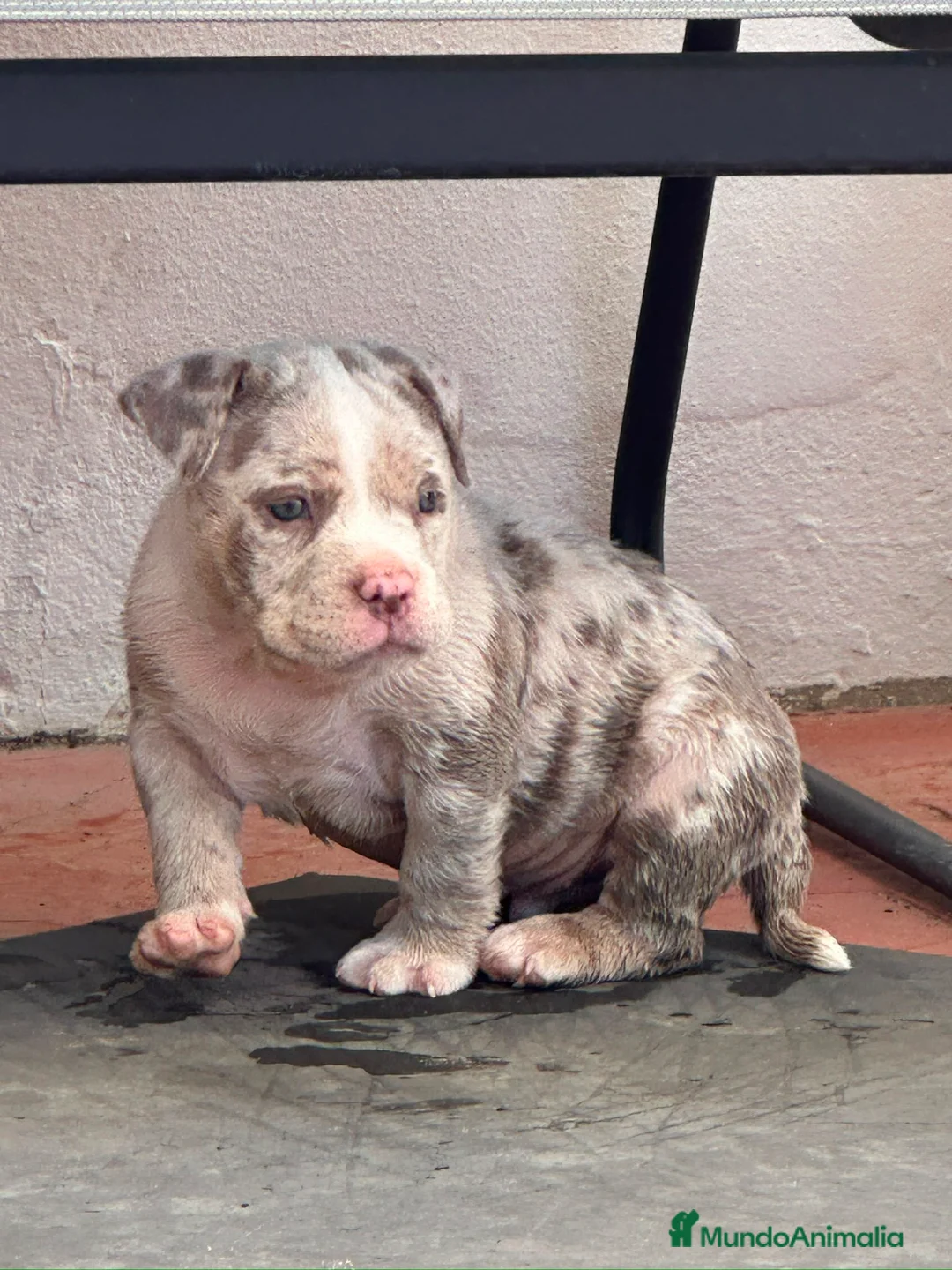 American Bully perros en venta: Disponible Macho de Américan Bully - Anuncio 2
