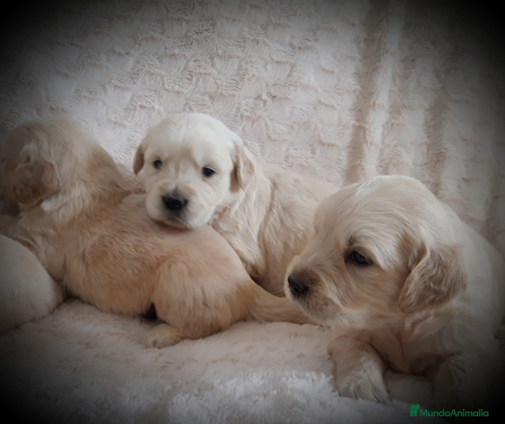 Golden Retriever perros golden cachorros - Anuncio 16