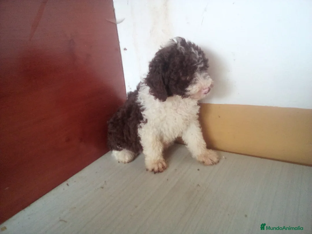 Perro de Agua Español perros en venta: Perro de Aguas MARISMEÑOS - Anuncio 2