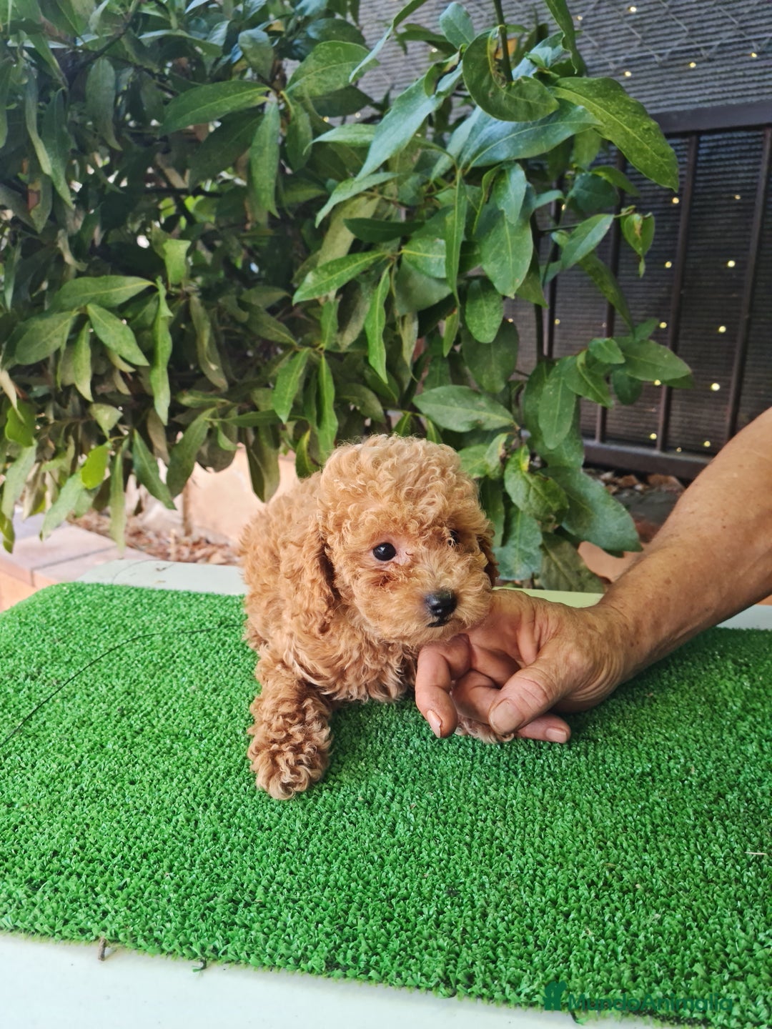 Caniche Toy perros en venta: Caniches toy - Imagen 13