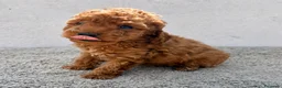 Caniche Toy perros en venta: Caniche toy hembra - Anuncio 3