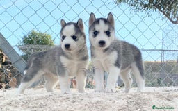 Husky Siberiano perros en venta: Husky Siberiano  - Imagen 9