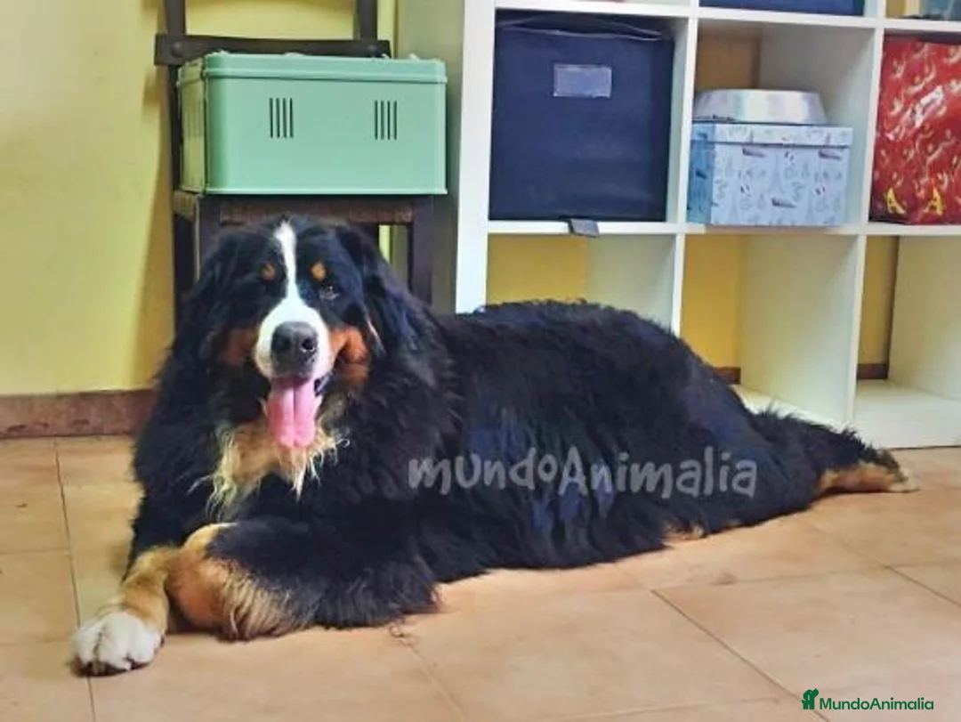 Imagen de galería {{count}}