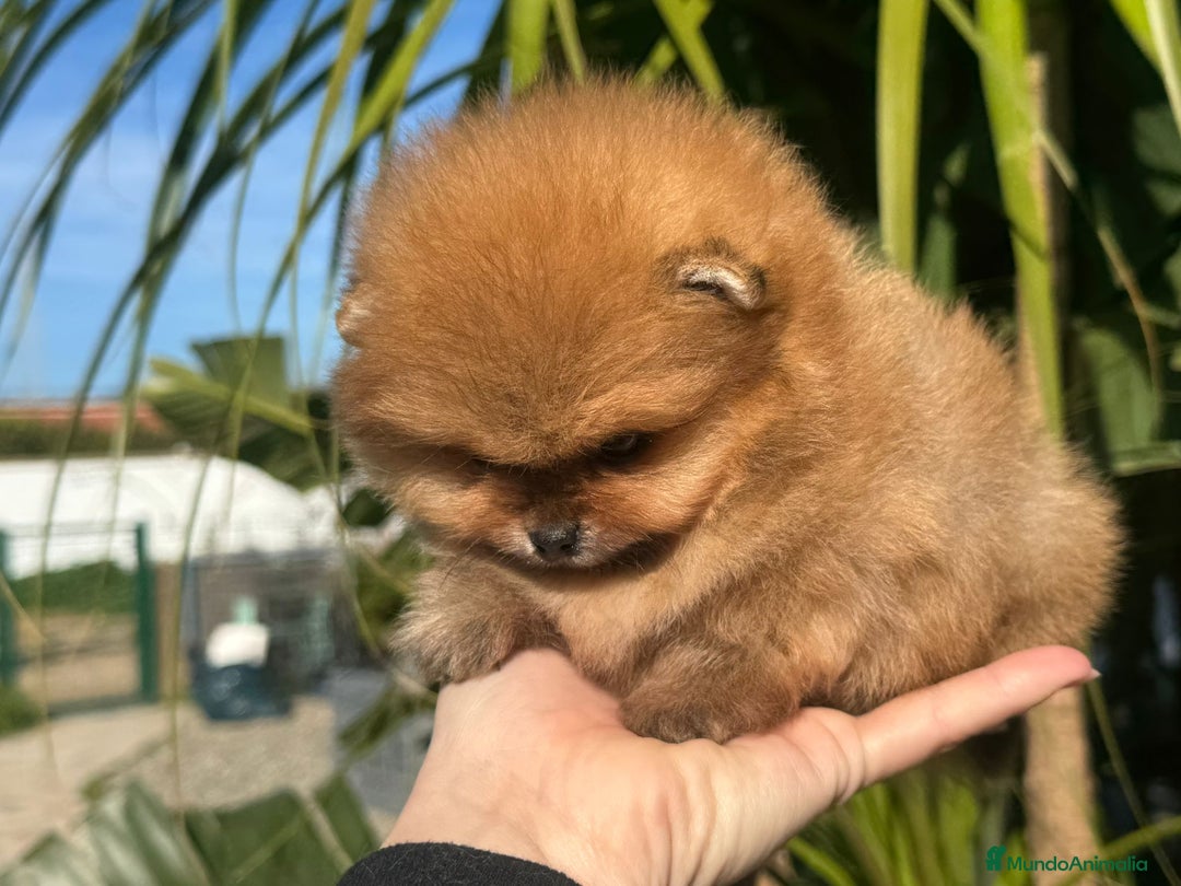 Pomerania perros en venta: PRECIOSOS POMERANIAS AUTENTICOS MINIATURA - Anuncio 6