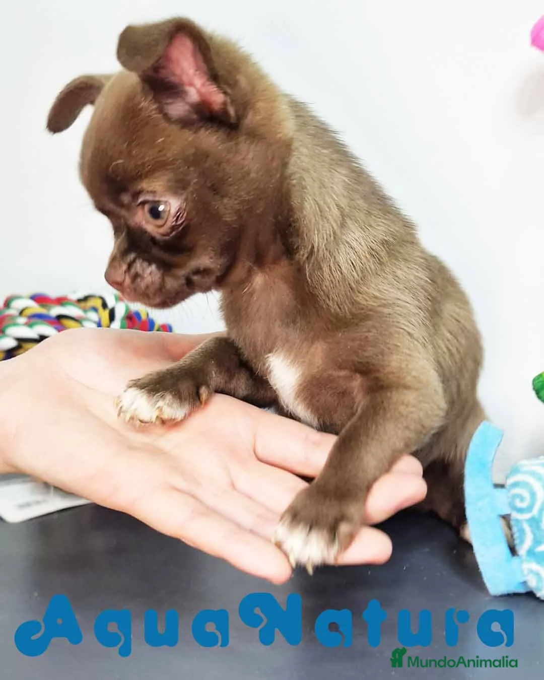 Chihuahua perros en venta: Chihuahua Macho 7510 - AQUANATURA en Barcelona - Anuncio 9