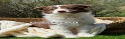 Border Collie perros en venta: CACHORRO BORDER COLLIE - Anuncio 3