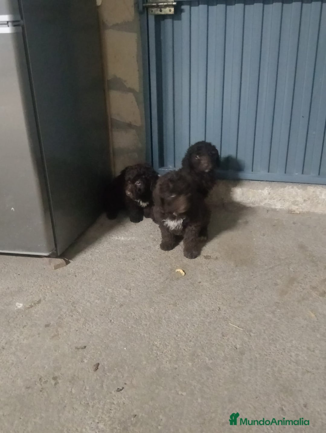 Perro de Agua Español perros en venta: Perros de agua  - Anuncio 5