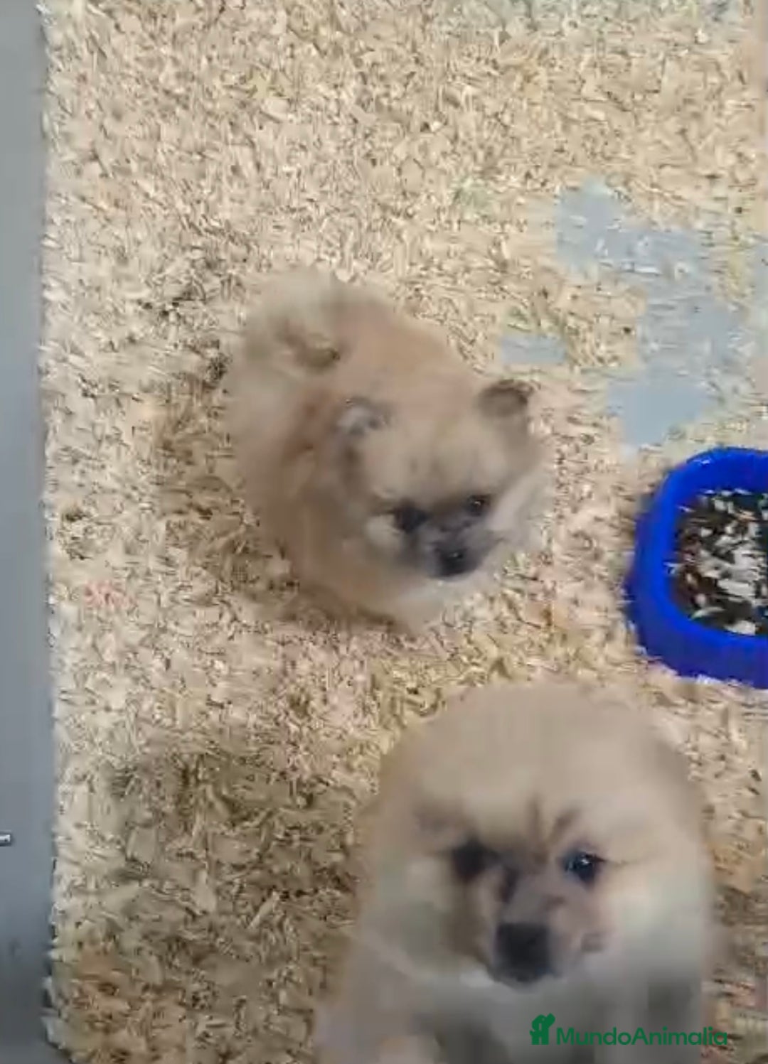 Pomerania perros en venta: BEBÉS POMERANIA MARRONES - Anuncio 2