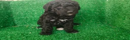 Perro de Agua Español perros en venta: Perros de agua - Anuncio 6