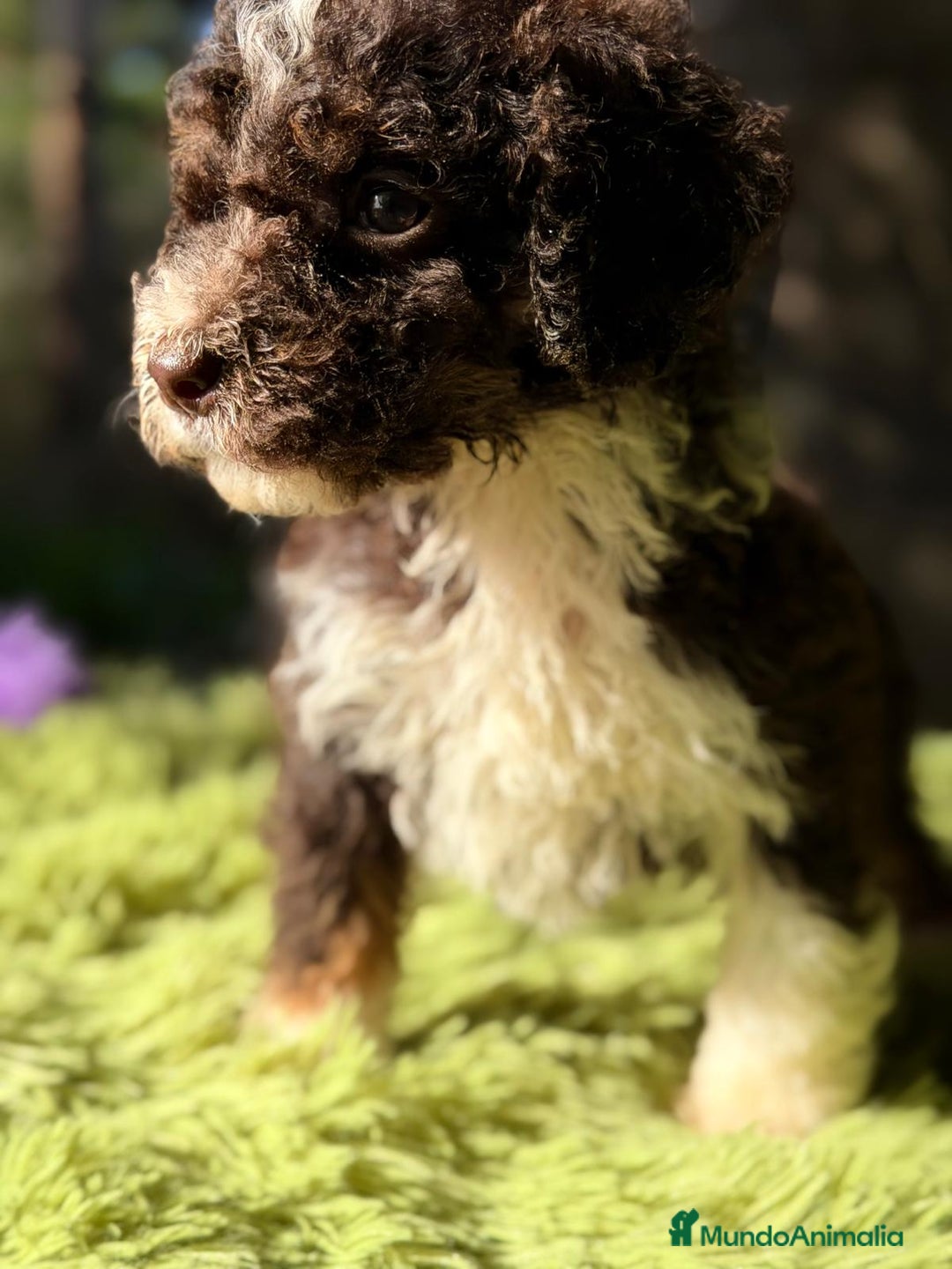 Perro de Agua Español perros en venta: PERRO DE AGUA CHOCOLATE Y BLANCO - Anuncio 6