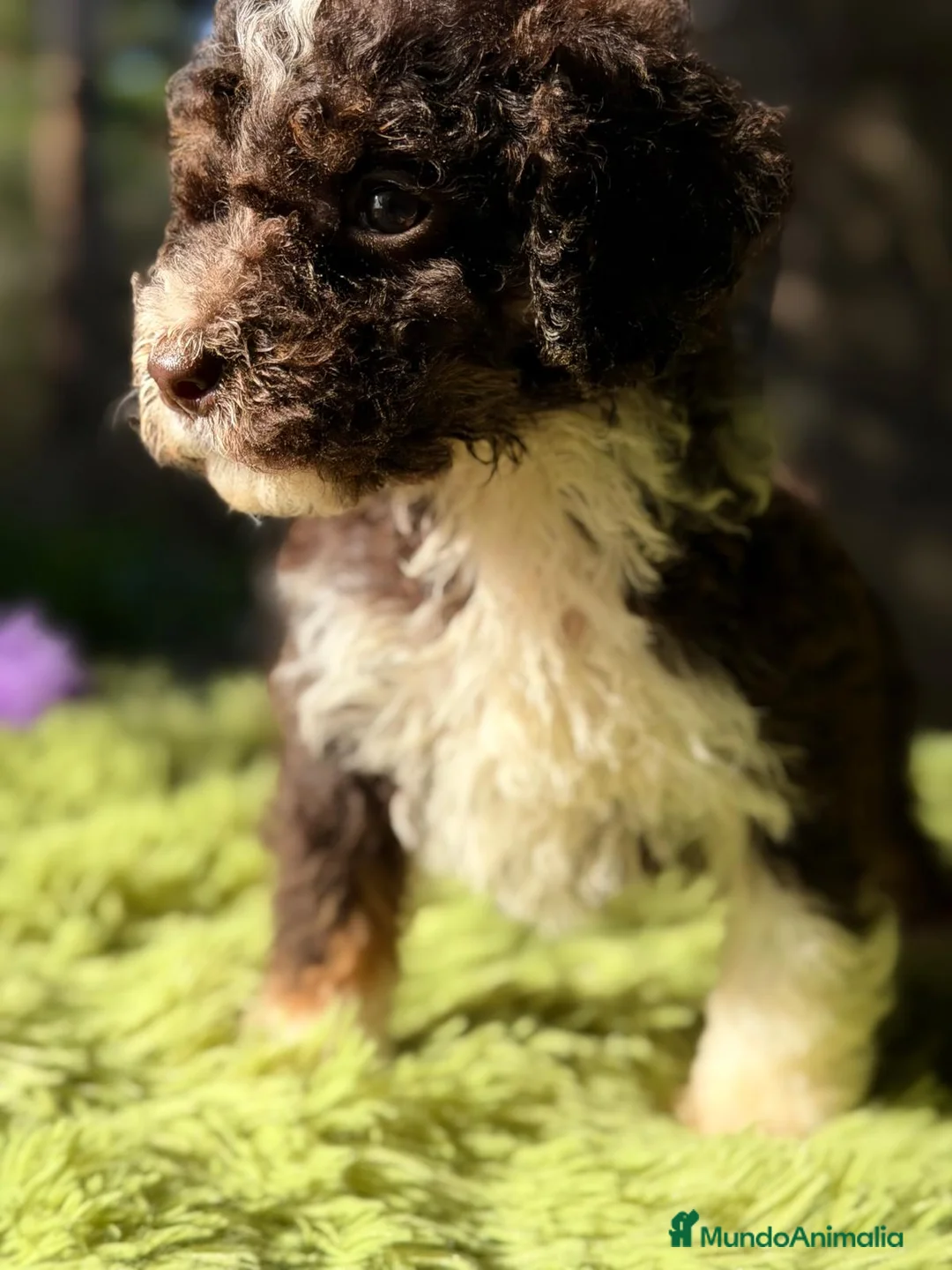 Perro de Agua Español perros en venta: PERRO DE AGUA CHOCOLATE Y BLANCO - Anuncio 6