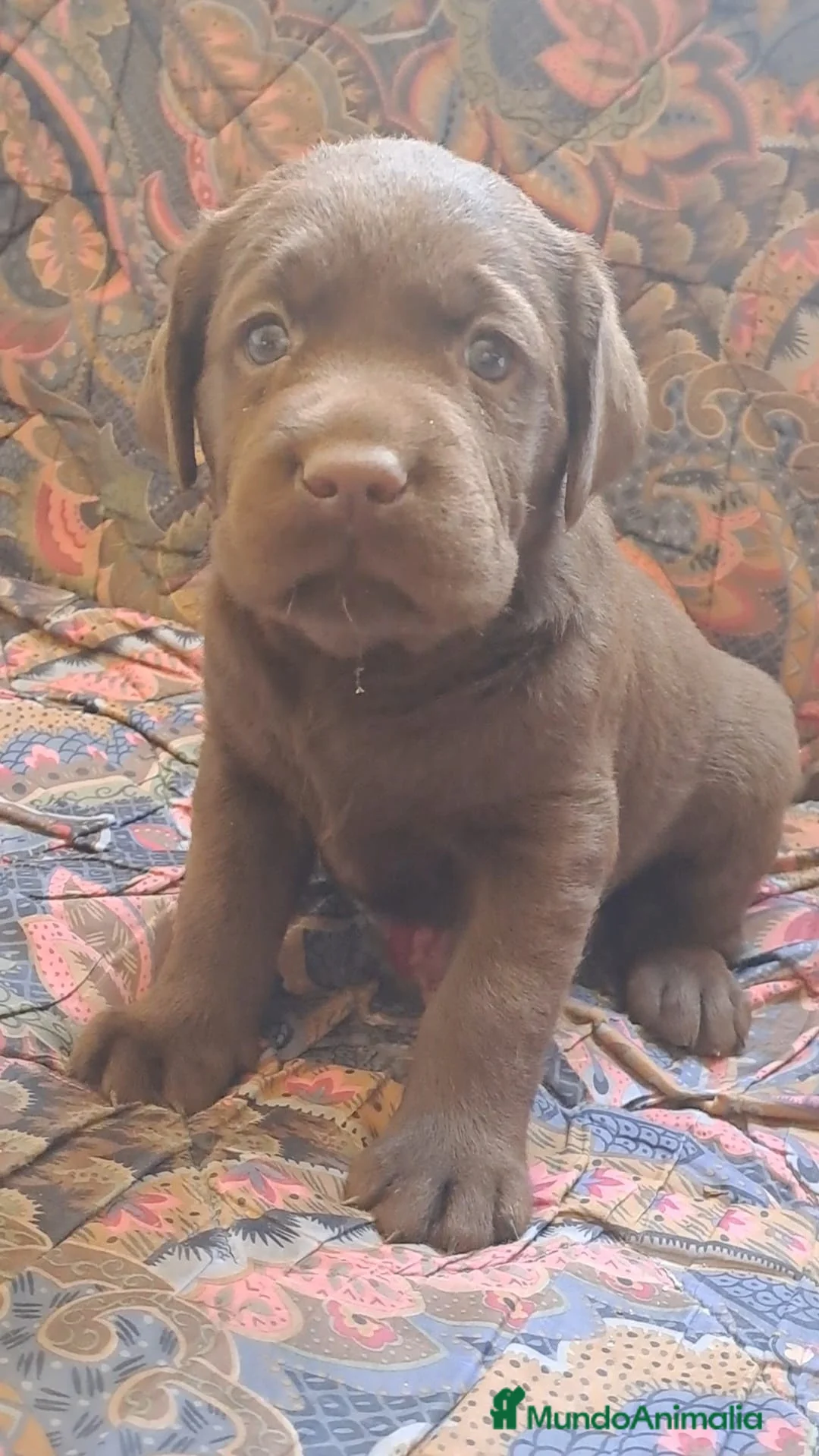 Labrador Retriever perros en venta: Labrador Retriever  - Anuncio 1