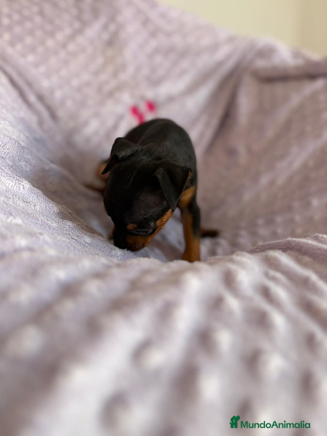 Pinscher Miniatura perros en venta: Pinscher miniatura  - Imagen 6