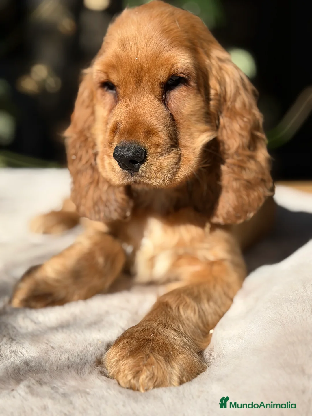 Cocker Spaniel Inglés perros en venta: Cocker inglés dorado  - Anuncio 4