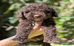 Perro de Agua Español perros en venta: Perro de Agua chocolate  - Imagen 2