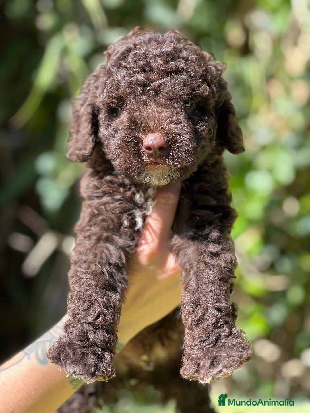 Perro de Agua Español perros en venta: Perro de Agua chocolate  - Imagen 2