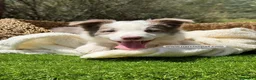Border Collie perros en venta: BORDER COLLIE LILAC MACHO - Anuncio 5